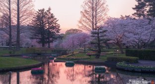 Красота над Японией: настал сезон цветения сакуры (36 фото + 1 видео)