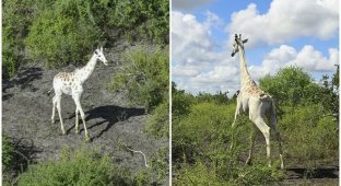 Единственного в мире белого жирафа снабдили GPS-датчиком (5 фото)