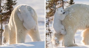 45 очаровательных полярных медвежат, отмечающих свой международный праздник (46 фото)