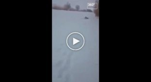 Охотник спас провалившихся под лёд кабанов