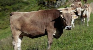 В Австрии туристку затоптало стадо коров - фермера заставили выплатить 500 тысяч евро (3 фото)