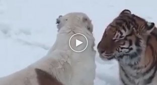 Тигр подружился с алабаем