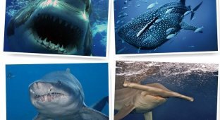 Акулы — грозные хищники морей и океанов (54 фото)