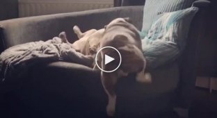 Подборка забавных видео с неуклюжими собаками