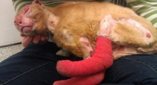 Кот стал ухаживать за другими животными ветеринарной больницы (11 фото)