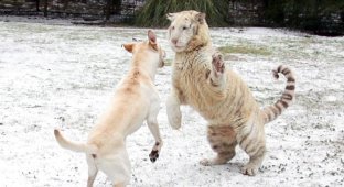Лабрадор и тигры - лучшие друзья (8 фото)