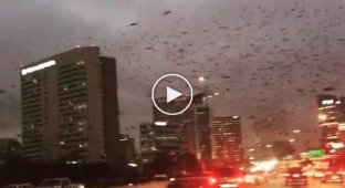 Огромная стая дроздов, парящая в небе над шоссе в Хьюстоне похожа на ожившую сцену из «Птиц» Альфреда Хичкока