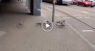 В Германии даже утки ходят строем