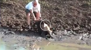 Человек спас увязшую в болоте антилопу