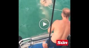 Парень попытался поймать акулу с помощью лассо