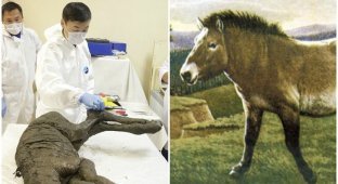 В Сибири раскопали отлично сохранившиеся останки лошади возрастом 40 тысяч лет (12 фото)