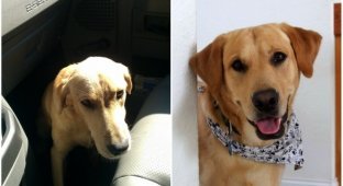 12 фотографий собак, нашедших свой дом (12 фото)