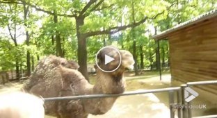 Верблюды не очень рады посетителям в зоопарке