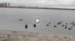 В Киеве на озеро Вирлица возле станции метро Харьковская прилетели черные лебеди