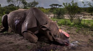Душераздирающий снимок убитого носорога стал победителем Wildlife Photographer of the Year 2017 (45 фото)