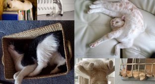 25 кошачьих поз для сна (25 фото)
