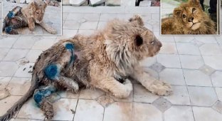 Челябинский ветеринар спас львенка, работавшего живой игрушкой (11 фото + 1 видео)