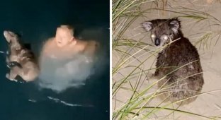 Австралийский рыболов спас тонущую коалу (3 фото)