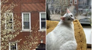 Пара из Нью-Йорка познакомилась благодаря коту и карантину (9 фото)
