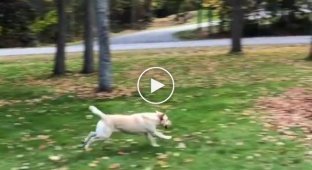 Радостный пёс прыгает в кучу опавших листьев