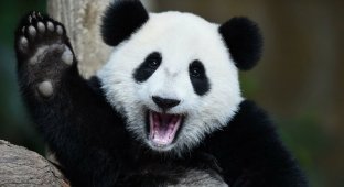 Интересные факты о пандах (12 фото)