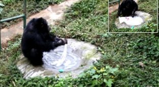 Умный шимпанзе: примат постирал одежду своему смотрителю (4 фото + 1 видео)