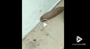 Необычный гибрид крысы и червя попал на видео
