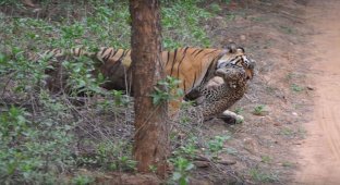 Тигрица на глазах у туристов загрызла леопарда (3 фото + 1 видео)