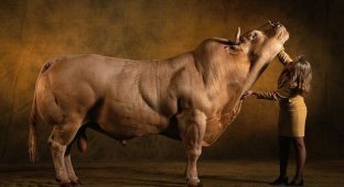 Бельгийские быки-мутанты (22 фото + видео)