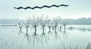 Траектории полетов птиц: сделать невидимое видимым (19 фото)