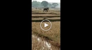 В Индии слон попытался отомстить ударившему его палкой селянину