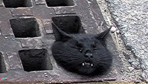  А вот этот бедняга кот застрял в Бристоле. Пожарники все-таки смогли его извлечь живым и почти невредимым.
