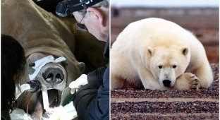 Как лечат зубы белым медведям (7 фото)