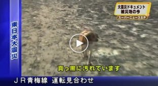 После Цунами в Японии, собака охраняет травмированного друга