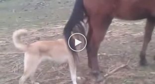 Похотливый пёс решил совокупиться с лошадью, но очень скоро пожалел об этом
