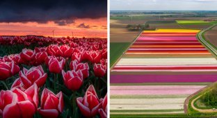 Голландские поля тюльпанов - невероятная красота! (13 фото + 1 видео)