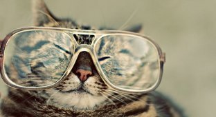 Коты в очках (25 фото)