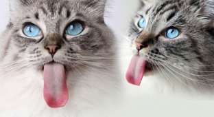Кот с самым длинным языком стал звездой в соцсетях (2 фото)