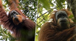 В Индонезии обнаружен новый вид орангутанов (4 фото + 1 видео)