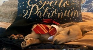 Самый симпатичный студент Хогвартса - пес по кличке Римус (4 фото + 1 видео)