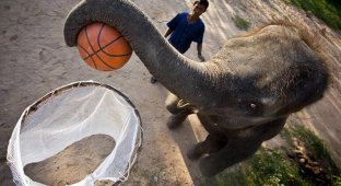 Слоновий баскетбол (9 фото)