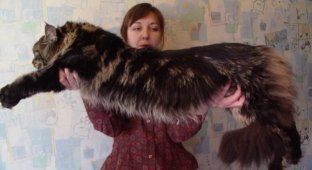 Большие коты мейн-куны (14 фотографий)