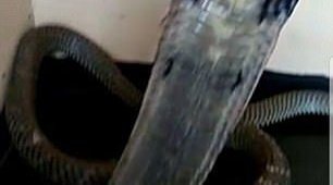 14-летнего парня убила его любимая кобра (3 фото)