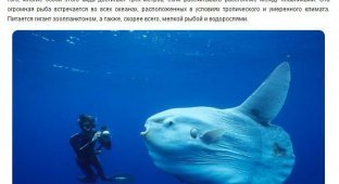 Странные и необычные обитатели подводного мира (10 фото)