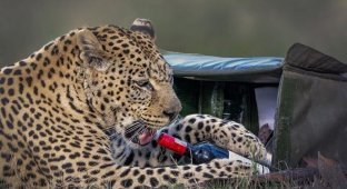 Леопард стащил у туристов продукты для пикника (6 фото)