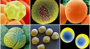 Пыльца под микроскопом (15 фото)