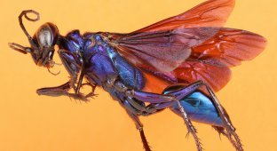 Уникальные снимки насекомых от команды Техасского университета (22 фото)