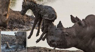 Носорог достал жеребенка зебры из грязи (6 фото)