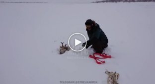 Настоящие мужчины на снегоходах спасли из снежной ловушки северного оленя