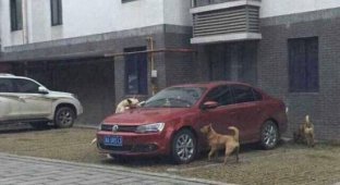 Бездомные собаки попробовали на вкус автомобиль (4 фото)
